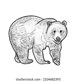 ilustración de oso sobre fondo blanco