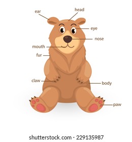 illustration of bear vocabulary part of body vector