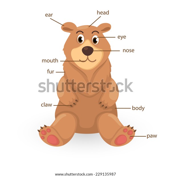 bear body drawing