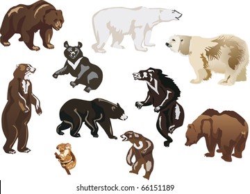 illustration with bears isolated on white background