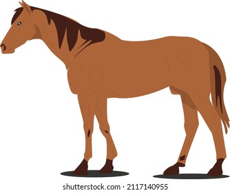 illustration of a beautiful bay horse with chestnut color crest, standing in the background. Equestrian pet animal concept. vector template of marron horse standing in a field.
