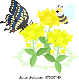 Illustration of beautiful brassica