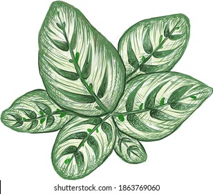 Illustration of Beautiful Calathea Makoyana, Cathedral Windows or Peacock Plant for Garden Decoration
