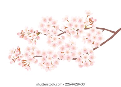 Illustration of beautiful cherry blossoms in full bloom