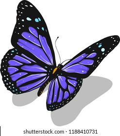 illustration of a beautiful colorful butterfly that flies