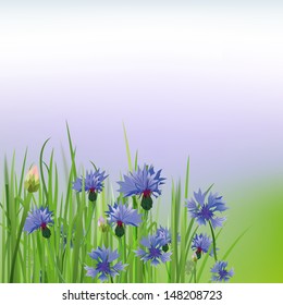 The illustration of beautiful cornflower background. Vector image.