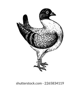 Eine Illustration einer schönen Taube.