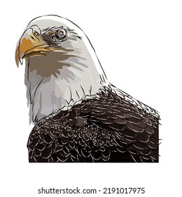 Illustration: Beautiful eagle image, so cute.