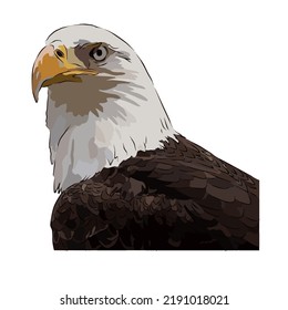 Illustration: Beautiful eagle image, so cute.