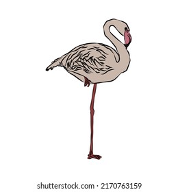 Illustration : Beautiful flamingo photo 
