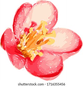 Illustration of beautiful gentle red spatial flower isolated on white background. Single flowering quince suitable for unique arrangement. Vector. 