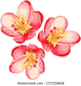 Illustration of beautiful gentle red spatial flowers isolated on white background. Single flowering quince suitable for unique arrangement. Vector. 