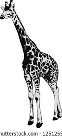 illustration of a beautiful giraffe