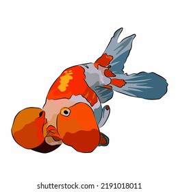 Illustration: Beautiful goldfish image, so cute.