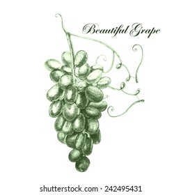 Illustration with beautiful grapes. Vector.