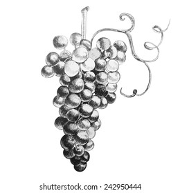 Illustration with beautiful grapes. Vector.