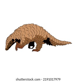 Illustration: Beautiful Ground pangolin image.