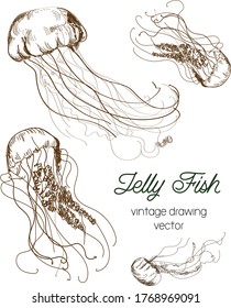 Illustration of beautiful jellyfish with hand drawn, vector and details for editorials, invertebrates, animals