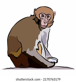 Illustration : Beautiful monkey photo 