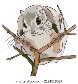 Illustration: Beautiful Northern Flying Squirrel Image.