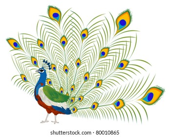 Illustration of a beautiful peacock over white