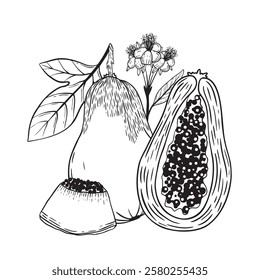 An illustration of beautiful Pear and Papaya fruits with their attractive leaves and flowers