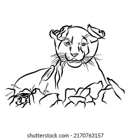 Illustration : Beautiful picture of a lion, female lion 