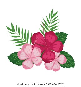 Illustration Beautiful Pink Hibiscus Flowers Blossom and Tropical Leaves, Isolated on White Background - Vector