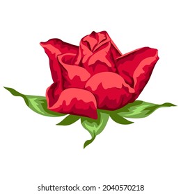 Illustration of beautiful realistic rose. Bud for design and decoration.