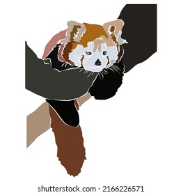 Illustration: Beautiful red panda shots  used in general applications