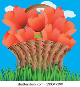 Illustration of beautiful red tulips in wood weaved basket.