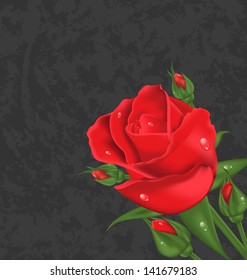 Illustration beautiful rose isolated on grunge background - vector