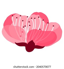 Illustration of beautiful sakura or cherry bud. Floral japanese blooming flower.