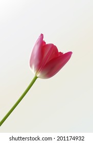 An illustration of a beautiful single tulip over a pastel background. Layered.