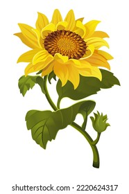 Illustration Beautiful sunflower flower. Vector