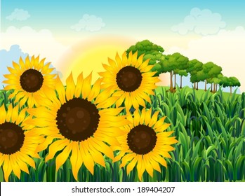 Illustration of the beautiful sunflowers