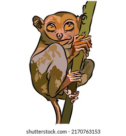 Illustration : Beautiful tarsier image, so cute. 