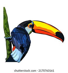 Illustration : Beautiful Toco toucan Bird Portrait 