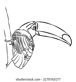 Illustration : Beautiful Toco toucan Bird Portrait 