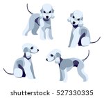 Illustration of Bedlington Terrier on white background