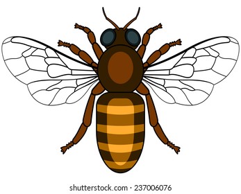 Illustration of the bee insect icon