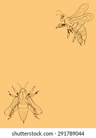 Illustration of a bee on an orange background the outline drawing, greeting card
