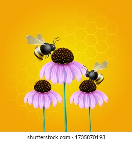 Illustration of bee pollinating on echinacea flower.