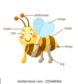 illustration of bee vocabulary part of body vector