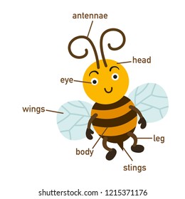 Illustration of bee vocabulary part of body.vector
