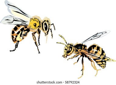 illustration with bee and wasp on white background