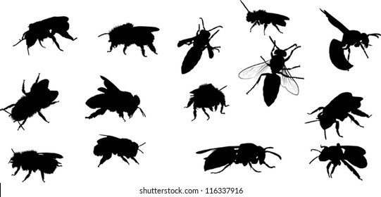 illustration with bee and wasp silhouettes isolated on white background