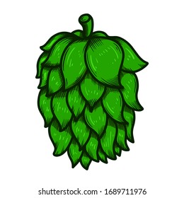 illustration of beer hop in engraving style. Design element for poster, label, sign, emblem, menu. Vector illustration