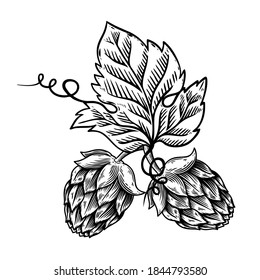 Illustration of beer hop in engraving style. Design element for poster, card, banner, sign, logo.Vector illustration