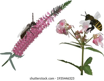 illustration with bees and flowers on white background